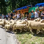 Kocka